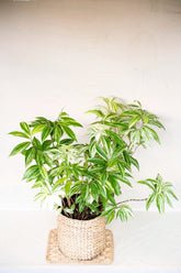 Hellenia speciosa